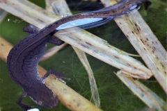 02_4-kein-Drache-sondern-der-Teichmolch