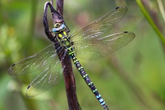 02_5-keine-Nixe-sondern-eine-Mosaikjungfer