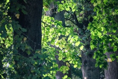 03_2-Alleeimpressionen