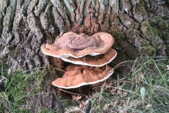 03_3-Alleeimpressionen