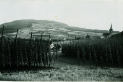 03_7-Hier-gibt-es-noch-Hopfen-am-Ortsrand-1920er-Jahre