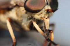 04_6-die-laesst-sich-gut-beaeugen