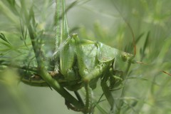 04_7-Tettigonia-viridissima-Grosses-Gruenes-Heupferd