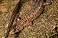 04_8-Sonnenanbeterin-am-waldrand-die-Waldeidechse