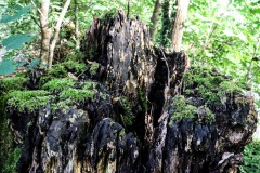 05_5-Merlins-Burg