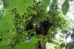 05_7-das-Fenster-zum-Baumwesen