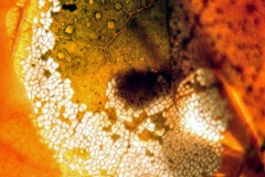 05_9-Gemaelde-von-H-Erbst