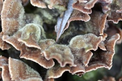 06_10-pilzige-Gestalten-im-Schnaittach-Uferholz