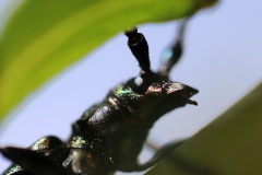 06_6-Moschusbock-mag-alte-Weiden