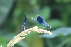 06_8-Prachtlibellen-sind-Bachlibellen-wj