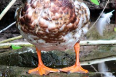 06_9-nur-keine-kalten-Fuesse