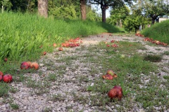 08-dieser-Weg-zur-Erntezeit