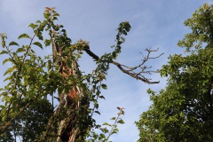 09-alles-lebt-im-Streuobstland