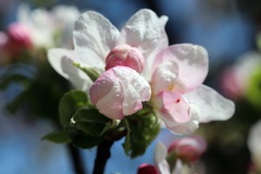 2-Fruehlings-Farbenduft