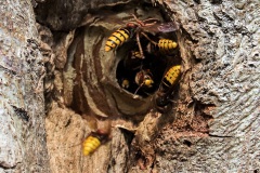 6-Hornissennation-im-alten-Baum