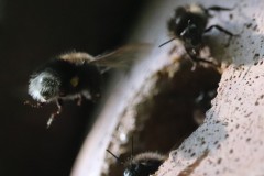 7-Hummeln-zeigen-dass-es-Nistkaesten-auch-tun