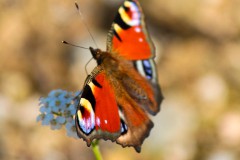 3-ein-Symbol-des-Lebens