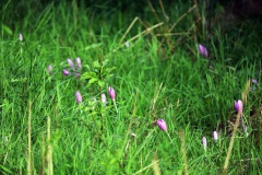 6-Herbstzeitlosen-am-Ort