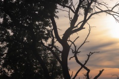 8-Licht