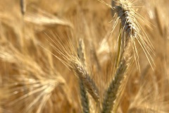 3-mit-und-ohne-Bier-ich-hoert-ein-Sichelein-rauschen-das-Bild-zum-Lied-sd