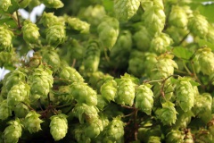 4-die-Zutat-Hopfen-gedieh-einst-praechtig-am-Rothenberge