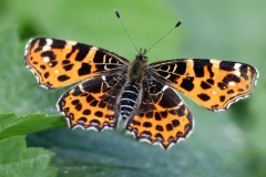 6-ein-Landkaertchen-kommt-geflogen