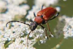 7-Schleckermaul-in-er-Wiesenwelt-unter-uns