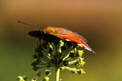3-herbstliches-Tagpfauenauge-an-Efeu-der-gern-alte-Mauern-berankt