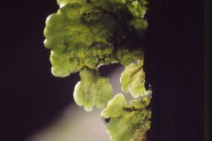 7-gern-an-Bruennlein-und-Quellen-das-Lebermoos