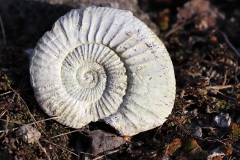 8-schneckenaehnlich-der-Ammonit