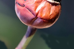 01-das-Maennlein-das-im-Walde-steht-die-Hagebutte