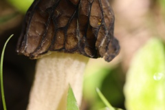 02-steht-auch-auf-einem-Bein-im-Wald-die-Morchel