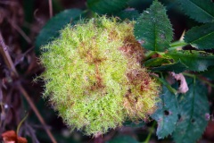 03-Rosengalle-eine-Insektenkinderstube