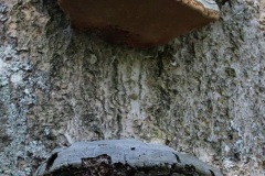 06-Holzverwerter