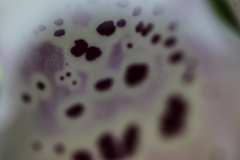 07-Leben-auf-Kahlschlag-der-Fingerhut