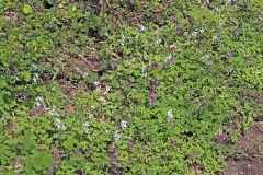 08-Lerchensporn-im-Fruehlingswald