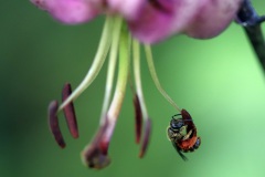 09-Tuerkenbund-mit-kleiner-Biene