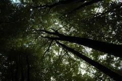 10-Kronen-bilden-einen-Dom-ein-Buchenwald