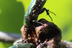 08-trunkene-Rosenkaefer