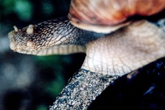 6-gehoernter-Kobold-des-Bodens