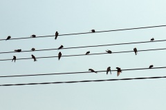9-die-Schwalben-auf-den-Draehten